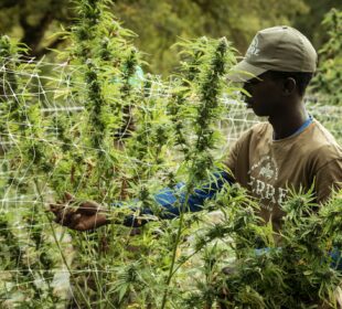 growing cannabis outdoors