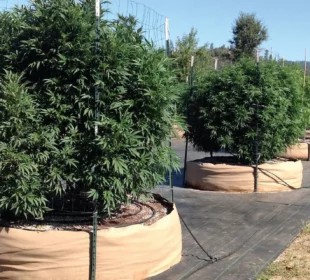 Growing Pot Outdoor