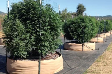 Growing Pot Outdoor