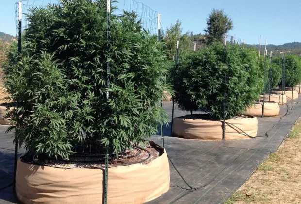 Growing Pot Outdoor