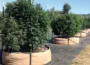 Growing Pot Outdoor